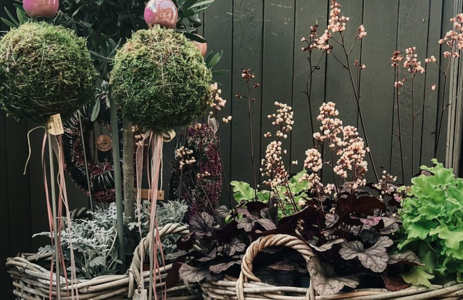 Zwei moosbedeckte Pflanzenkugeln stehen neben üppigen, bunten Gartenpflanzen in Körben.